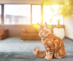 Animal. © BillionPhotos.com