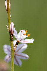 Fototapeta premium flower with macro in a lot of detail