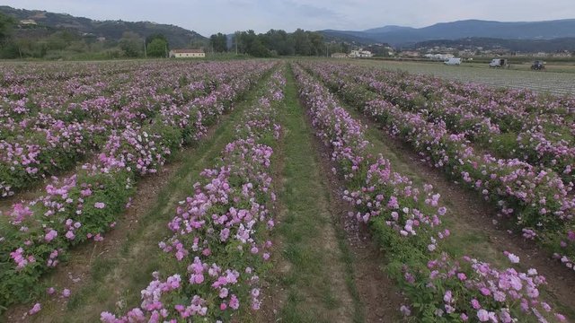 rose field grasse