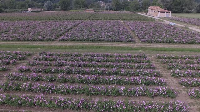 rose field grasse