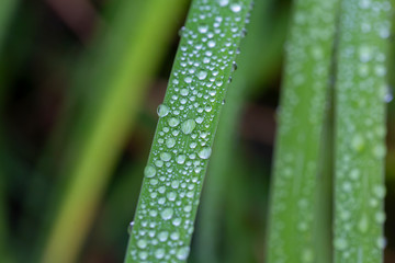 Macro shot of water droplets on a fresh hay. Concept image, wallpaper.