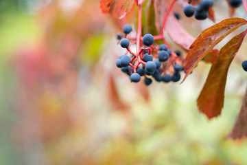 Berries on a fence