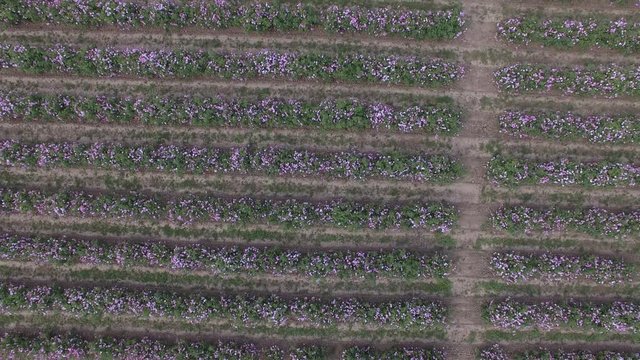 roses field grasse