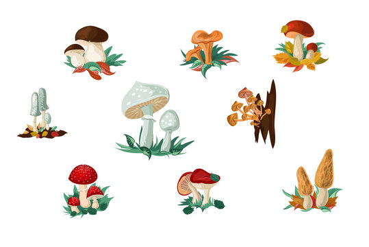 Set of mushrooms and toadstools vector illustration in flat cartoon style