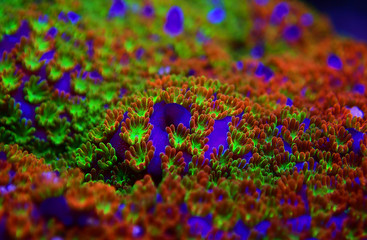 Montipora Rainbow macro polyps -  rare and very beautiful sps coral. © Kolevski.V