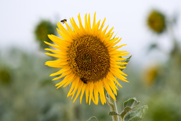 flower with macro in a lot of detail