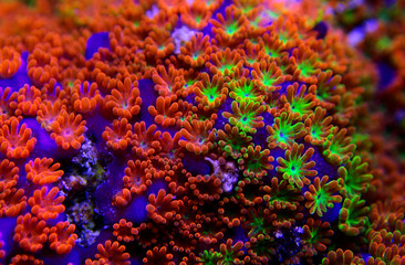 Montipora Rainbow macro polyps -  rare and very beautiful sps coral.