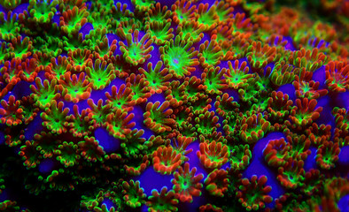 Montipora Rainbow macro polyps -  rare and very beautiful sps coral. © Kolevski.V