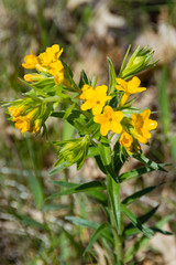 Hoary Puccoon (Lithospermum canescens)