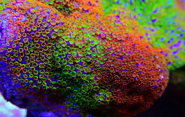 Montipora Rainbow macro polyps -  rare and very beautiful sps coral. © Kolevski.V