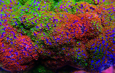 Montipora Rainbow macro polyps -  rare and very beautiful sps coral. © Kolevski.V