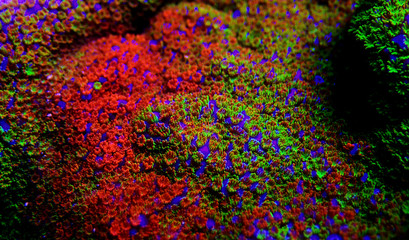 Montipora Rainbow macro polyps -  rare and very beautiful sps coral. © Kolevski.V