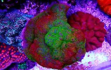 Montipora Rainbow macro polyps -  rare and very beautiful sps coral. © Kolevski.V