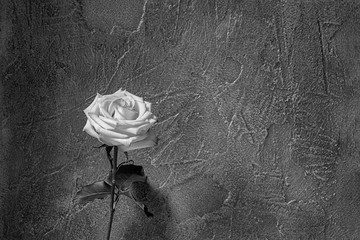 Einzelne Rose, monochrom