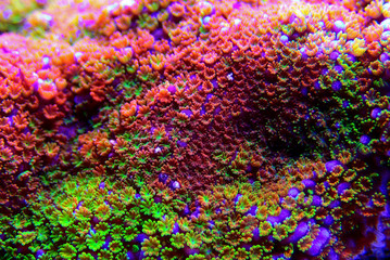 Montipora Rainbow macro polyps -  rare and very beautiful sps coral. - obrazy, fototapety, plakaty
