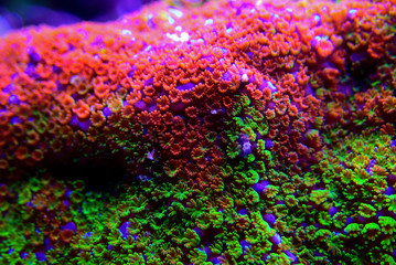 Montipora Rainbow macro polyps -  rare and very beautiful sps coral. © Kolevski.V