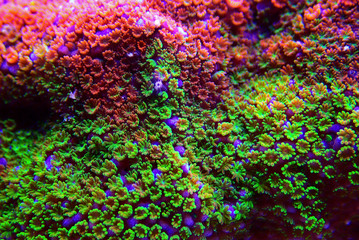 Montipora Rainbow macro polyps -  rare and very beautiful sps coral.