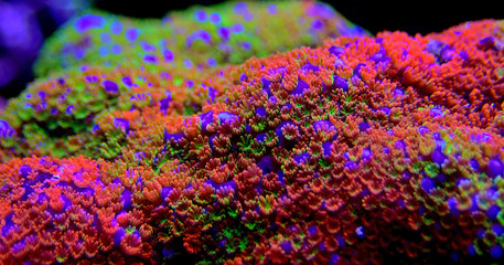 Montipora Rainbow macro polyps -  rare and very beautiful sps coral. - obrazy, fototapety, plakaty