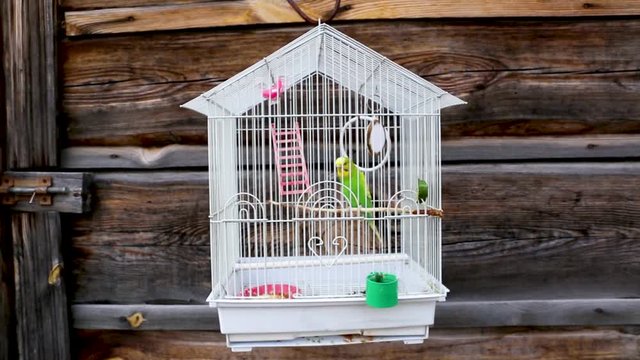 The parrot in the cage in the garden with wooden background