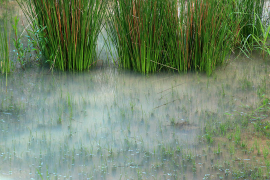 Tr&uuml;bes Wasser in einem Teich - Schilfgras als Entspannungsmotiv