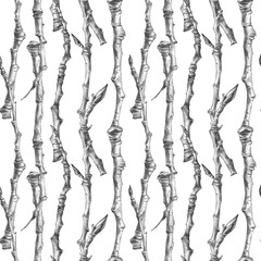 Sketch of poplar branch
