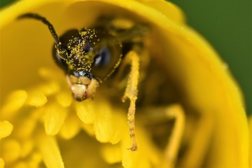 abeille