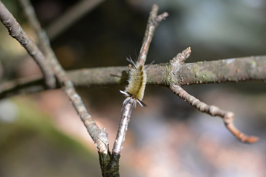 Closeup of a caterpillar in Virginia's Shenandoah National Park 