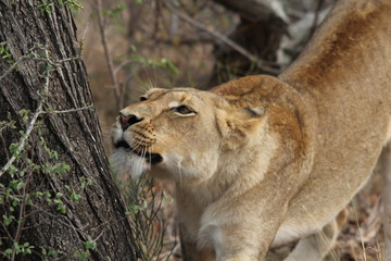 AFRIQUE