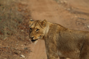 AFRIQUE