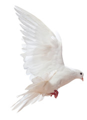 Fototapeta premium free flying white dove isolated on a white background