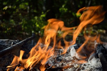 Bonfire, coal and stones in the forest.