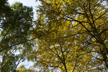 Golden birches nature autumn landscape