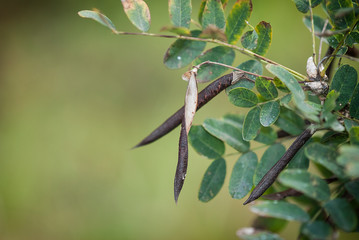 Fototapeta premium Dry pods of acacia Caragana yellow.