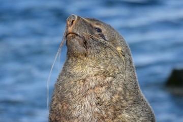portrait d'une otarie