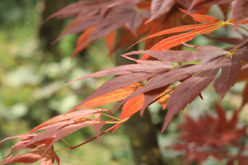 Ahornzweig im Herbst vor gr&uuml;nem Hintergrund