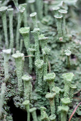 closeup moss in forest natural background 