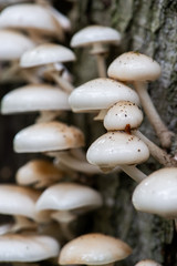 Oudemansiella mucida in natural environment 