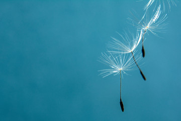 Dandelion seeds close up in abstract blue background. Copy space for text. Concept design.