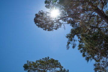 Sun rays make their way through the branches of a coniferous tree