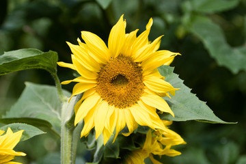 Large sunflower faces in a botanical garden