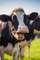 Foto op Plexiglas De lachende koe in de wei ©  Laurent Renault