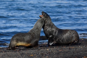 Fototapeta premium jeux d'otaries antarctique