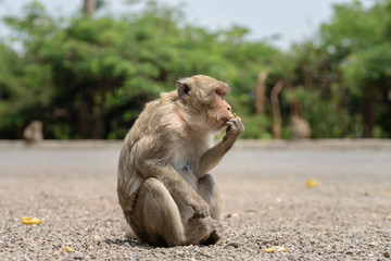 A monkey is sitting on ground and eating banana which is feed by tourist.