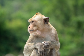 Portrait photo of young monkey is sitting with greenery background.