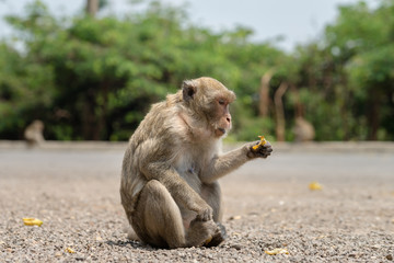 A monkey is sitting on ground and eating banana which is feed by tourist.