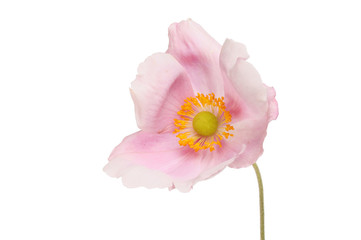 Japanese anemone flower