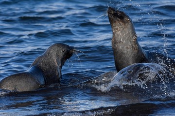 Fototapeta premium otaries à fourrure