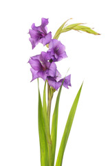Gladioli flowers and foliage