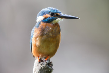 Kingfisher standing on branch