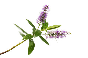 Hebe flower and foliage